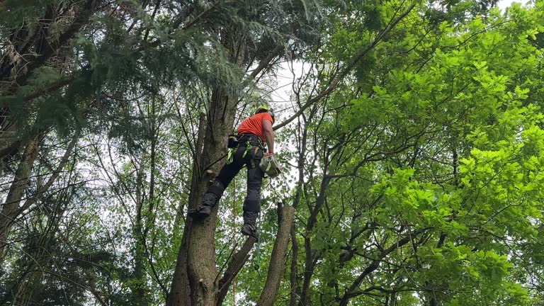 Best Tree Removal Services  in Sun City Center, FL